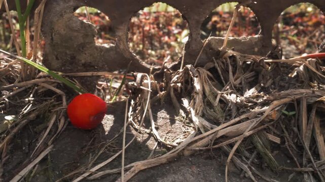 Macro ground level berry resting on soil, sunlit garden edging with circular holes, dried grass and moss, textured dirt, low angle perspective highlighting tiny scale, soft shadows and warm autumn