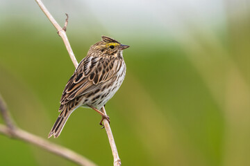 Portrait of a savannah sparrow perched on a branch. © Lecia Michelle