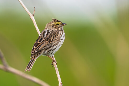 Portrait of a savannah sparrow perched on a branch.