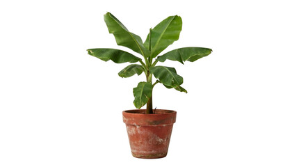Fototapeta premium Medium-sized banana plant in a red clay pot, isolated on a white background, PNG with transparent background.