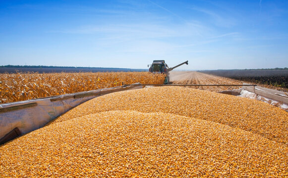 Combine harvester collecting corn kernels into a wagon