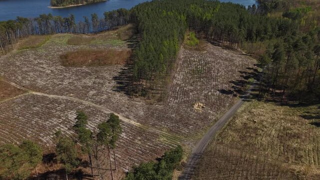 Reforestation Area &ndash; Parallax Left Aerial Flight Over Forest Regrowth