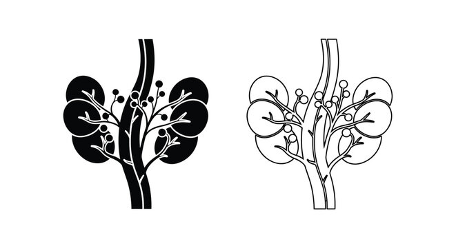 Detailed illustration of human kidneys anatomical structure and internal systems