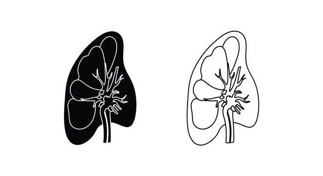 Anatomical illustration of a spleen detailed depiction of structure and vascularization