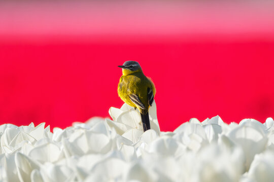 Western yellow wagtail bird sitting on a tulip in a blooming field. Spring landscape with flowers and wildlife. Agricultural nature and floral blossom.