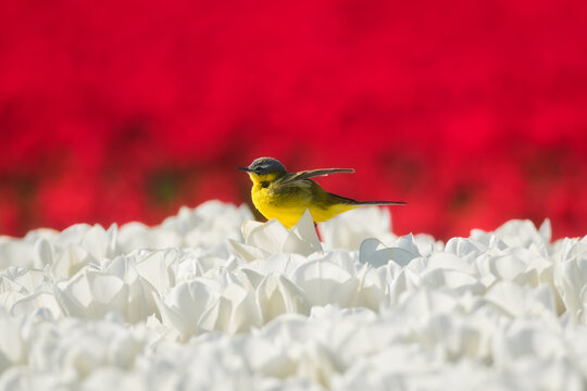 Western yellow wagtail bird sitting on a tulip in a blooming field. Spring landscape with flowers and wildlife. Agricultural nature and floral blossom.