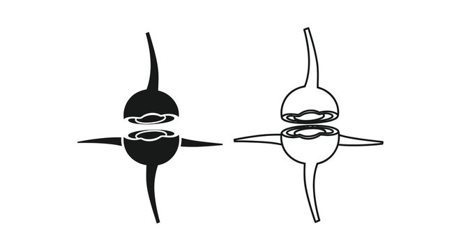 Anatomical illustration of two interlocking vertebrae with spinal processes and articular facets