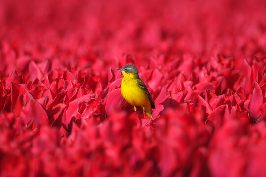 Western yellow wagtail bird sitting on a tulip in a blooming field. Spring landscape with flowers and wildlife. Agricultural nature and floral blossom.