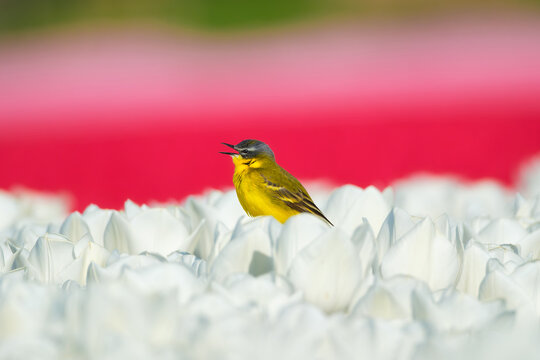 Western yellow wagtail bird sitting on a tulip in a blooming field. Spring landscape with flowers and wildlife. Agricultural nature and floral blossom.