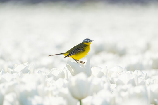 Western yellow wagtail bird sitting on a tulip in a blooming field. Spring landscape with flowers and wildlife. Agricultural nature and floral blossom.