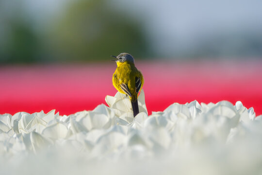 Western yellow wagtail bird sitting on a tulip in a blooming field. Aerial spring landscape with flowers and wildlife. Agricultural nature and floral blossom.