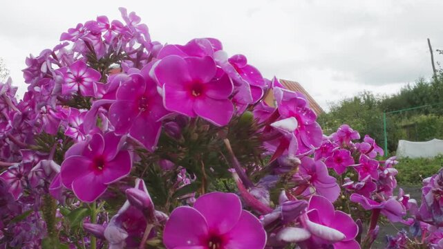 Magenta phlox macro cluster with cottages, wide garden beds under overcast sky, dense blooms and textured petals, rustic rooftops in background, shallow depth, vibrant color and lively mood