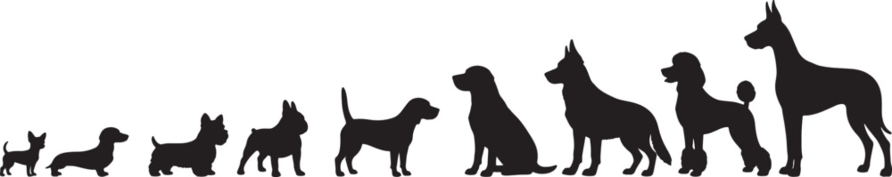 Silhouettes of diverse dog breeds arranged by size, from small to large, on a white background, also transparent background