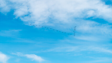 Flock of wild geese flying in V-formation in the blue sky. Spring migration. © Amateur007