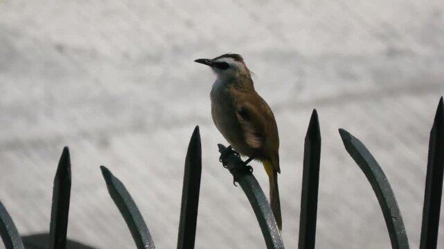 Bulbul bird, Yellow-vented bulbul ( Pycnonotus goiavier), close up.