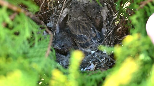 Close-up wildlife video of young songbird chicks resting in a natural nest hidden among dense green branches.The nest is built from twigs, feathers, grass, and soft animal hair,creating a safe shelter