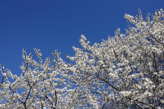 Deep tree branches with lot of white flowers blossom in spring on sunny day horizontal view close-up