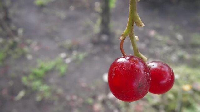 Closeup currant pair in macro with dewslick skin and vivid red gloss, extreme shallow depth of field highlighting surface texture and tiny imperfections, intimate sensory closeup ideal for food