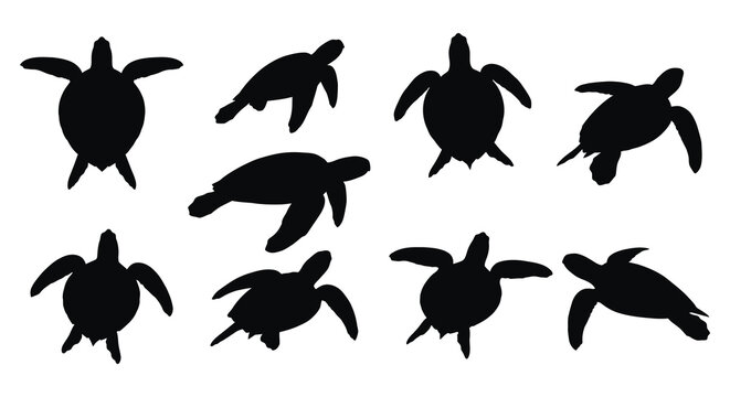 Collection of black turtle silhouettes in various poses isolated on white background silhouette high quality professional