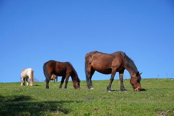 Obraz premium A group of horses grazing on a green meadow under a blue cloudless sky Pasture greenery grass spring summer nature fauna flora