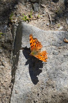 A butterfly from the genus Anglewing orange-red in color with numerous dark spots sitting on a gray stone on a sunny day spring summer nature fauna flora