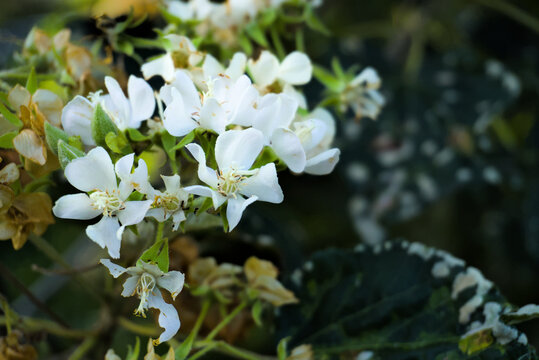 Fleurs blanches de Mahot Tantan (Dombeya acutangula), arbuste end&eacute;mique de La R&eacute;union, en grappe et feuilles tricuspides.
White flowers of Dombeya acutangula (Mahot Tantan), endemic shrub of Reunion I