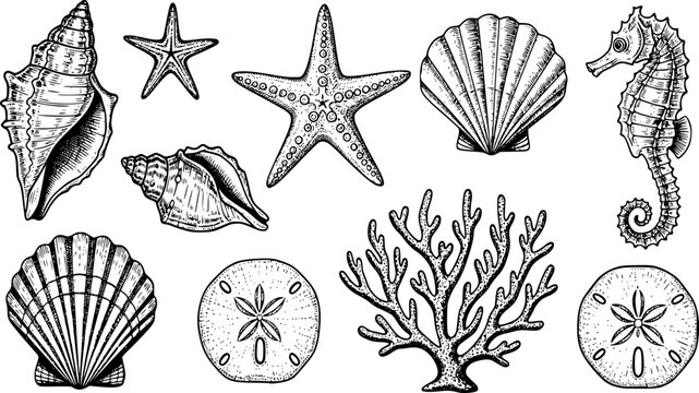 Whimsical hand-drawn seashells and starfish in a vintage sketch style.
