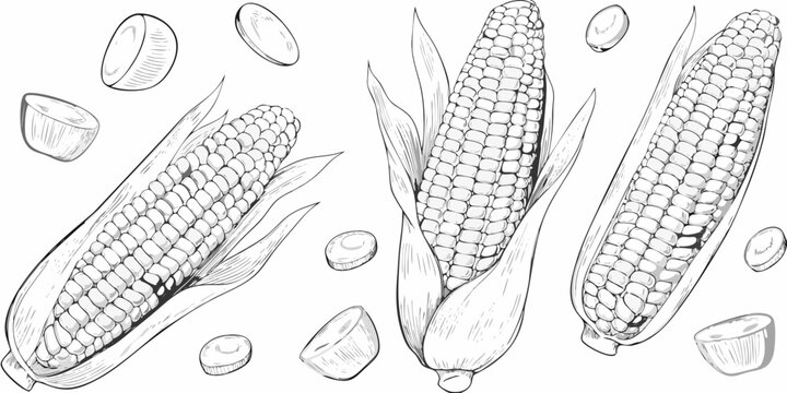 Corn cobs and kernels detailed ink sketch illustration