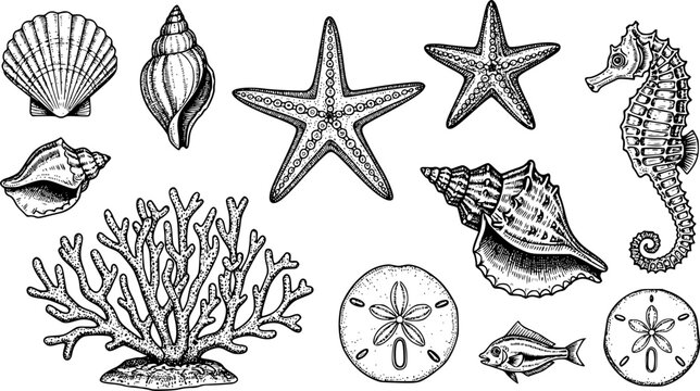 Whimsical hand-drawn seashells and starfish in a vintage sketch style.

