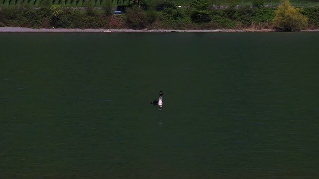 a great crested grebe on a lake 4k video