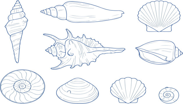 Set Collection of sea shells and starfish on white background eps 10.eps