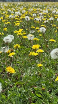 Fresh yellow dandelion flowers for herbal tea preparation