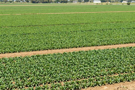 Vast Green Agricultural Field - Rural Farming Landscape