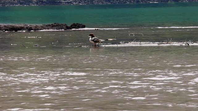 a great crested grebe on a lake 4k video