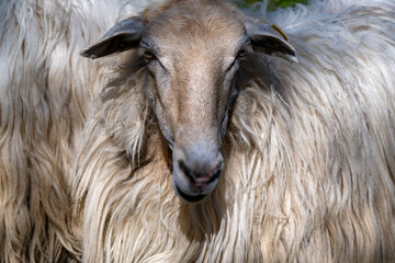 Sheep head close up showing woolly fleece © Ernesto Sevilla