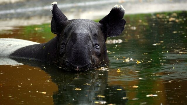 malayan tapir swimming in kuala lumpur zoo malaysia
