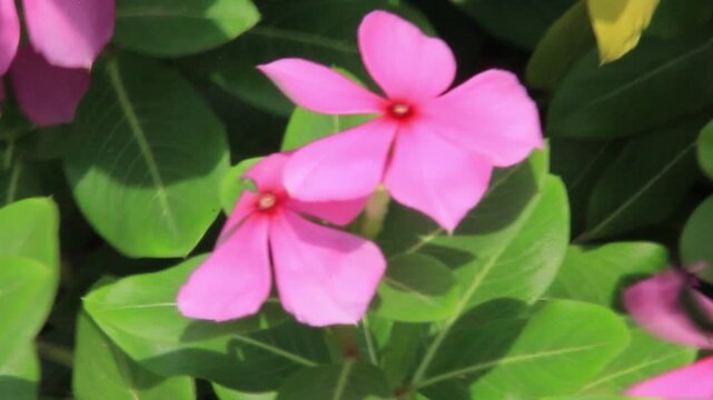 Close up of pink Vinca flowers blooming in the garden with green leaves.