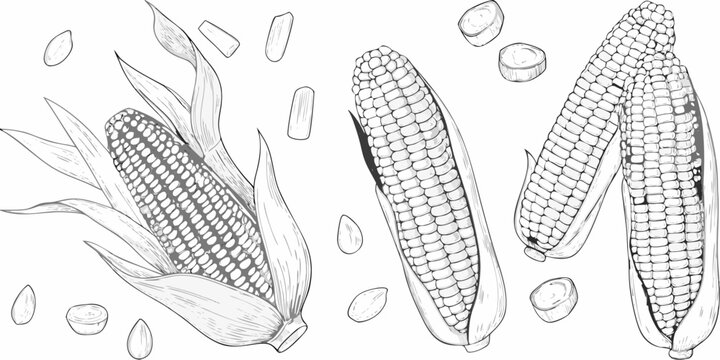 Detailed sketch of corn cobs and kernels on white background