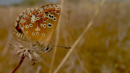 Nature Minimalism with Butterfly and Dandelion © Oberce