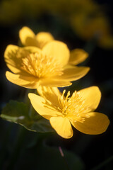 Obraz premium Close up of yellow marsh marigold flowers in sunlight with dark background and shallow depth of field