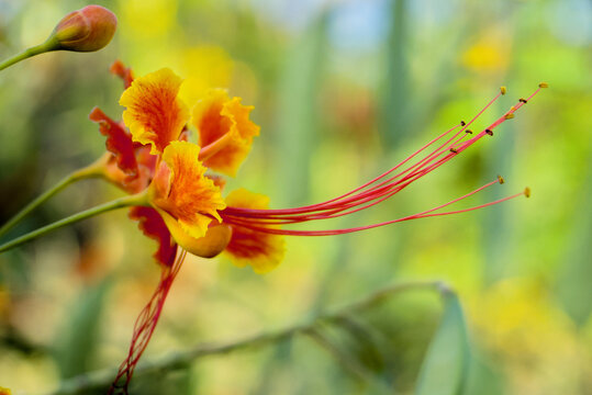 Fleurs de Petit Flamboyant (Caesalpinia pulcherrima) aux couleurs vives orange et jaune en gros plan