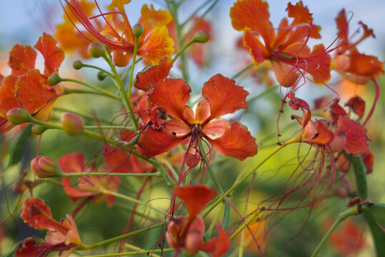 Fleurs de Petit Flamboyant (Caesalpinia pulcherrima) aux couleurs vives orange et jaune en gros plan