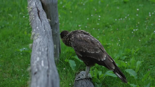 Southern Caracara Perched on Wooden Fence Rail