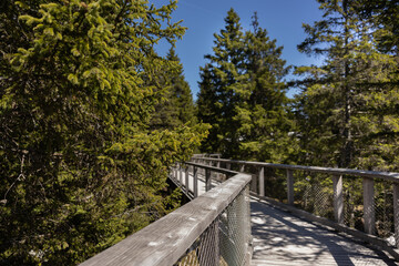 Wooden treetop walkway winding through a lush green pine forest. Elevated perspective of an eco-friendly nature trail under a clear blue sky. Treetop Walk Pohorje on Rogla © KemenesLaszlo