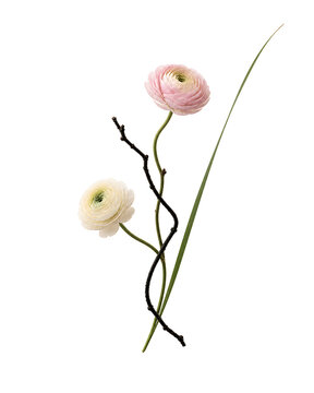 Minimalistische Illustration von zwei zarten Ranunkelbl&uuml;ten in Wei&szlig; und Rosa mit schlanken Stielen und Zweig auf hellem Hintergrund. Elegantes, ruhiges Naturmotiv.