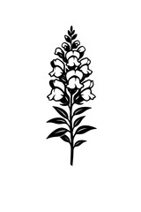Fototapeta premium A black and white illustration of a blooming lupine flower on a stem with leaves on a white background