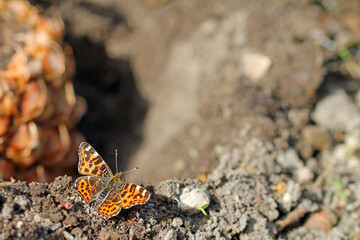  swallowtail butterfly on the ground © TwilightArtPictures