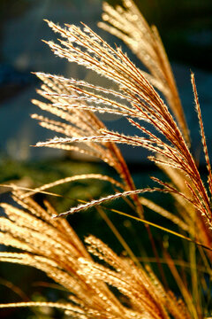 Ornamental grass plumes glowing in warm light
