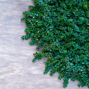 Dense green foliage border on weathered wood background
