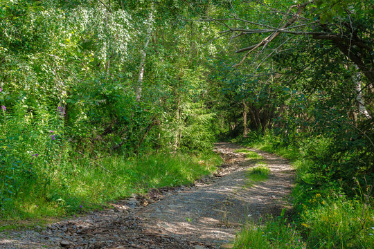 trail through the dense beech forest in summer. path in the shade of tall trees. nature green environment in dappled light. picture of remote peaceful scenery for carpathian ecology background